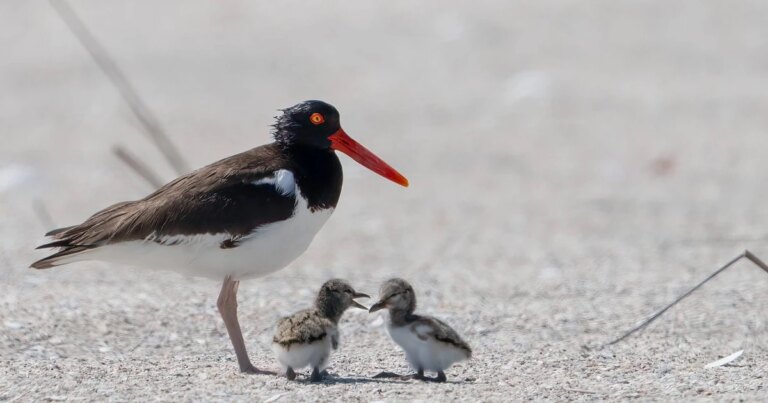 Exciting Milestones: A Year of Surprises for Beach-Nesting Birds